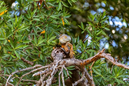 Green iguana (Iguana iguana) on tree in tropical rainforest, Rio Tempisque Guanacaste, Costa Rica wildlife