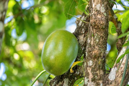 Calabash Tree, Crescentia cujete with big green fruit which can be used for musical instrument maracas, rumba shaker or chac-chac. Central Nicoya peninsula, Costa Rica