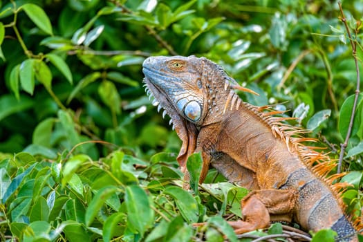 Green iguana (Iguana iguana) on tree in tropical rainforest, Rio Tempisque Guanacaste, Costa Rica wildlife