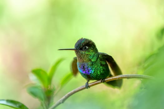 violet-headed hummingbird (Klais guimeti) Beautiful bird at San Gerardo de Dota, Wildlife and birdwatching in Costa Rica.
