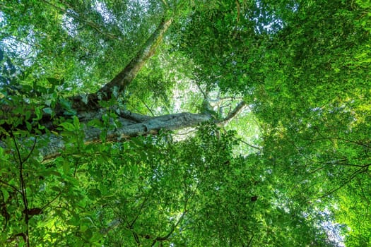 Dense Tropical rain-forest treetop, forest green landscape, Costa Rica wilderness landscape