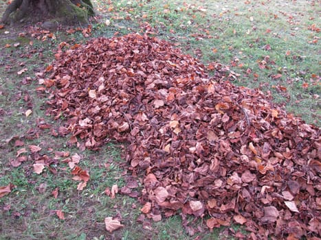 Raking leaves in garden, a big pile of leaves under a tree