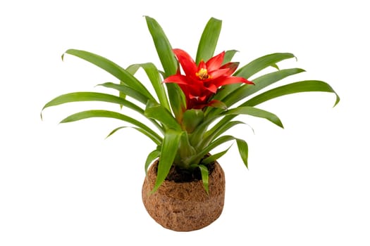 Close-up of a Bromeliad plant (Guzmania) in a coconut fiber pot isolated on a white background. Clipping path. Macro. Bromeliad with red blossom.