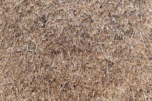 Background of many small wood branches and pine needles and dry leaves