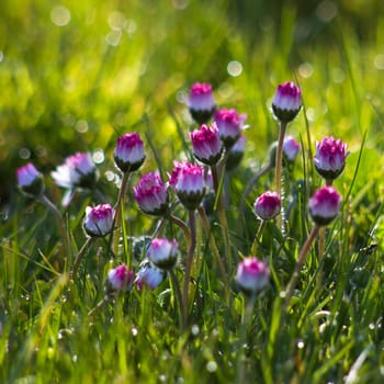 daisy flowers in morning dew with natural bokeh, soft focus