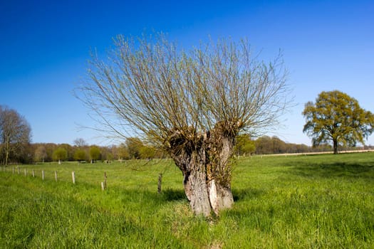 Salix caprea - willow grove. Spring Landscape with several willows grow in the meadow, Germany