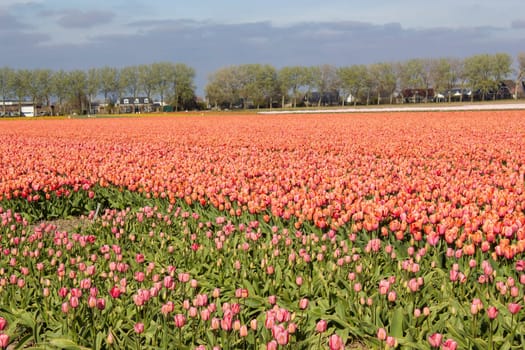 tulip field in the Netherlands - orange tulips