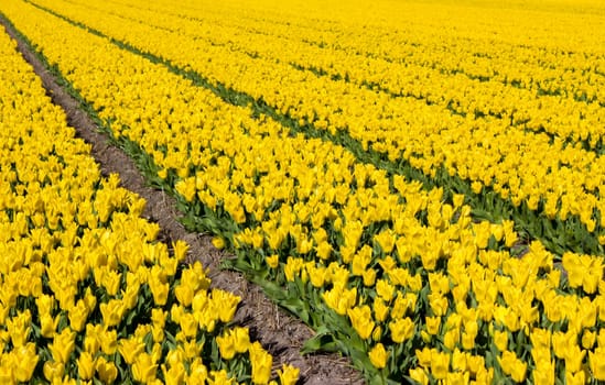 tulip field in the Netherlands - yellow tulips