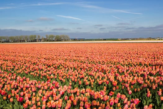 tulip field in the Netherlands - orange tulips