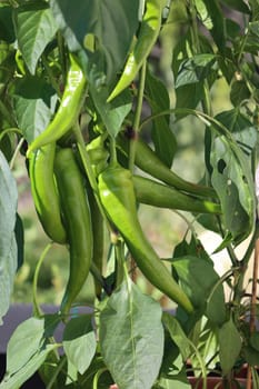 From our own cultivation: Green and red Turkish peppers not only taste super delicious,but are also spicy. The paprika usually grows in the months of May and until early to September. Especially in times of high price increases in the markets,cultivation is also financially worthwhile.