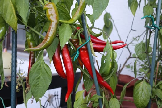 From our own cultivation: Green and red Turkish peppers not only taste super delicious,but are also spicy. The paprika usually grows in the months of May and until early to September. Especially in times of high price increases in the markets,cultivation is also financially worthwhile.
