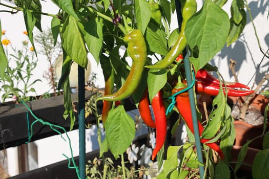From our own cultivation: Green and red Turkish peppers not only taste super delicious,but are also spicy. The paprika usually grows in the months of May and until early to September. Especially in times of high price increases in the markets,cultivation is also financially worthwhile.