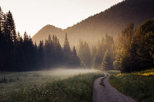 beautiful landscape view of countryroad across a green meadow with morning mist surrounded by forest at sunrise