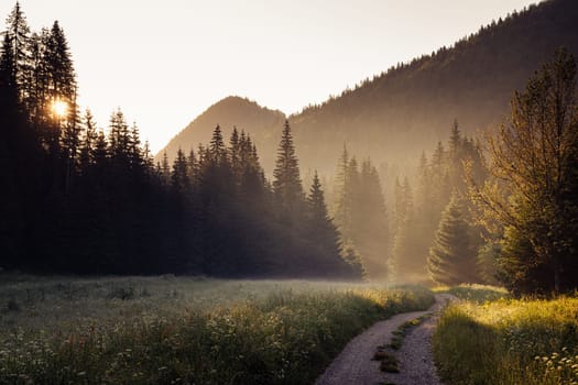 beautiful landscape view of countryroad across a green meadow with morning mist surrounded by forest at sunrise
