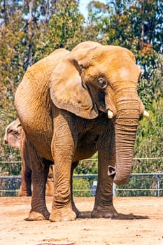 Elepant in San Diego  Zoo, CA,United state of America.