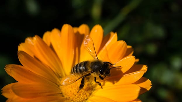 Honey bee on a flower collecting nectar. Macro shot in summer sunshine