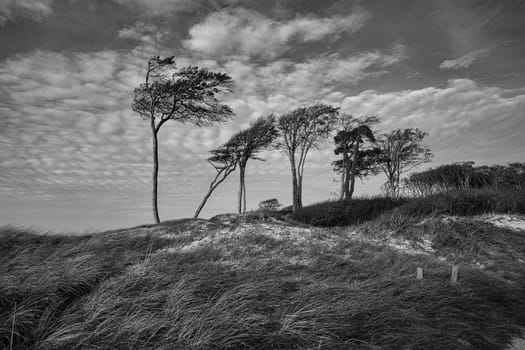 west beach on the baltic sea depicted in black and white. rich in detail and structure still life