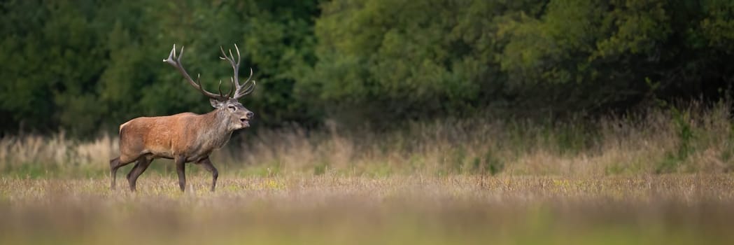 Red deer, cervus elaphus, roaring on dry meadow in autumn with copy space. Wild stag walking on field in fall. Antelred mammal bellowing on pasture with space for text.