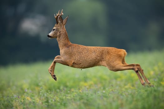 Spooked roe deer, capreolus capreolus, buck running away from danger in summer nature. Animal wildlife spring fast and jumping into the air as it escapes from a predator.