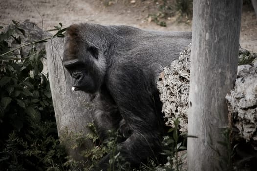 Gorilla, Silver back. The herbivorous big ape is impressive and strong. Endangered species. Animal photo in nature
