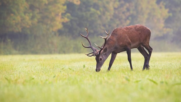 Red deer, cervus elaphus, stag with antlers grazing on a green grass in autumn. Side view of herbivore with brown coating eating plants on a meadow with copy space.
