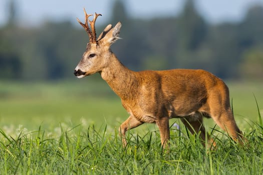 Roe deer, capreolus capreolus, walking on green meadow in summer nature. Roebuck moving on grassland in summertime. Brown mammal going on glade from side.
