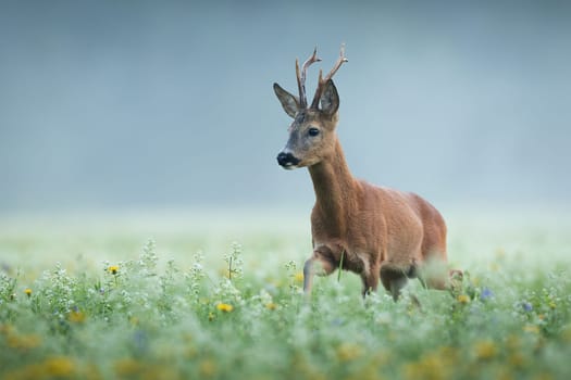 Roe deer, capreolus capreolus, buck approaching on a early summer morning among blooming meadow with fog in background. Wild animal with antlers wet from dew walking in nature.