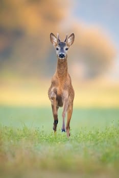 Young roe deer, capreolus capreolus, buck running forward on green grass in summer nature. Front vertical view of cervid jumping up. Wild mammal sprinting closer.