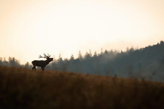 Silhouette of red deer, cervus elaphus, stag roaring on a horizon with sky in background in autumn nature. Male mammal with antlers bellowing with open mouth and challenging rivals in rutting season.