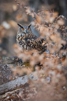 Eurasian eagle-owl, bubo bubo, sitting on a stump and peeking through orange leaves in autumn. Large owl with ear like feathers on head and vivid eye looking around in a forest.