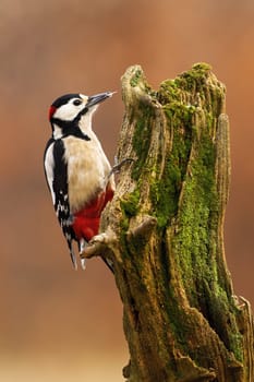 Great spotted woodpecker, dendrocopos major, climbing on tree in autumn. Black and white bird with dark head pecking to the bark. Color feathered animal feeding on mossed stump.