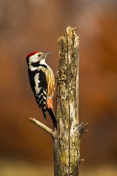 lesser spotted woodpecker, dryobates minor, climbing to top of old tree in autumn forest. Wild animal sitting on a branch from side in vertical composition.