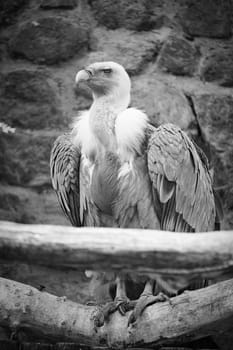 Portrait of a gray vulture in black and white. Large bird, gray, white feathers. Scavenger from Africa. Sits on a rock. Animal photo