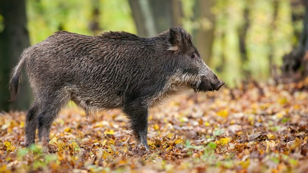 Male wild boar, sus scrofa, listening attentively in a woodland . Nature scenery in fall season with animal standing in colorful forest. Omnivore with snout from side view.