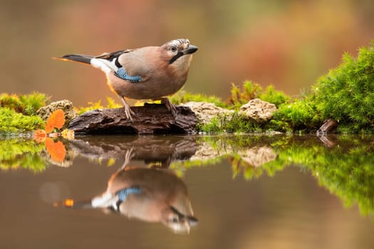 eurasian jay, garrulus glandarius, with reflection as it is bending over water surface in autumn nature. Symmetrical horizontal composition of a wild bird near a pond in forest.