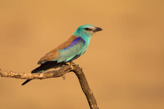 European roller, coracias garrulus, sitting on a branch from side view with blurred background in summer nature. Turquoise and blue colored bird resting on a twig illuminated by sun.