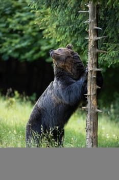 Massive brown bear, ursus arctos, male with dark fur scratching a dead tree to mark his territory. Large mammal standing on a rear legs and using claws to scratch a trunk. Natural animal behavior.