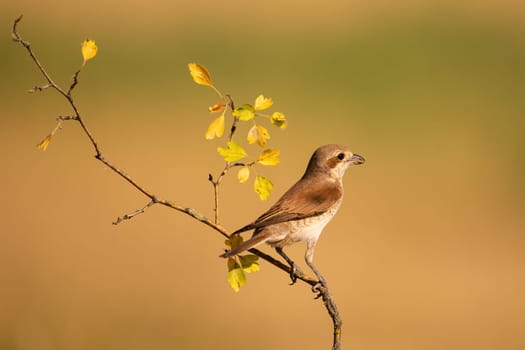 Female of red-backed shrike, lanius collurio, sitting on branch with yellow leaves. Bird perching on twig with colorful foliage in autumn nature. Animal wildlife in fall season.