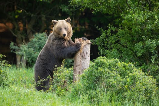 Brown bear, ursus arctos, standing on two legs and gripping firmly tree to leave a mark. Animal wildlife in summer nature. Carpathian mammal signalizing it is his area.