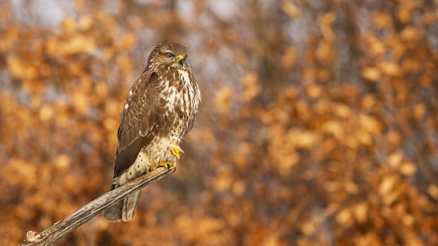 Common buzzard, buteo buteo, sitting on a branch with orange autumn leaves in background. Bird of prey with brown and white feathers resting on a perch from side view with copy space