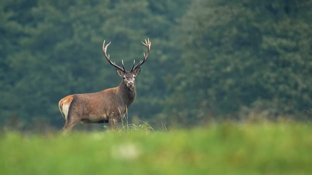 Red deer, cervus elaphus, looking to the camera on meadow in autumn. Antlered mammal standing on green field in fall. Brown stag observing on pasture.