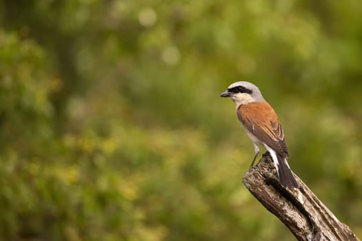 Red-backed shrike, lanius collurio, sitting on a branch in summer nature. Little bird with black strike over eye perching on a twig in forest with green leaves in background.