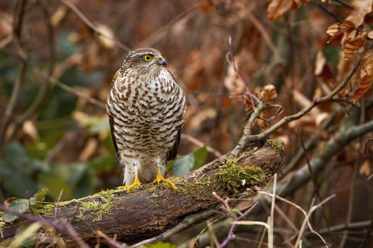 eurasian sparrowhawk, accipiter nisus, sitting on branch with green moss in autumn forest. Small bird of prey from front view with orange autumn leaves in background.
