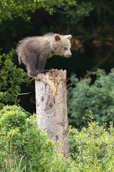 Young brown bear, ursus arctos, climbing on tree in summertime nature. Brown cub standing on stump in forest. Little predator looking from dead wood in woodland.
