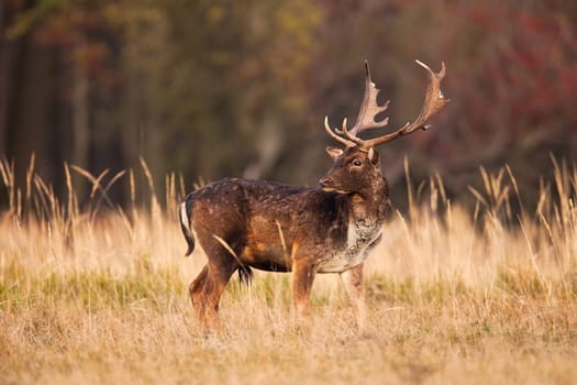 Fallow deer, dama dama, looking over the shoulder on field in autumn. Spotted stag standing on dry grass in fall. Antlered mammal watching behind on pasture.