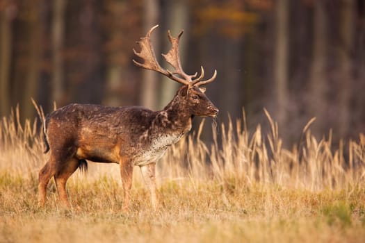 Fallow deer, dama dama, stag standing on a meadow with tall grass stems with copy space. Male animal with antlers and spotted fur on a glade with yellow tufts of vegetation from side.