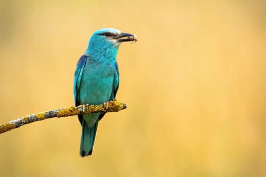European roller, coracias garrulus, holding insect in beak on branch in summer. Turquoise bird sitting on twig with copy space. Color feathered animal resting on bough in summertime.