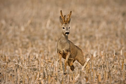 Roe deer, capreolus capreolus, buck approaching from front on a corn stubble field. Roebuck with growing antlers covered in velvet in spring nature. Concept of camouflage and mimicry of wild animals.