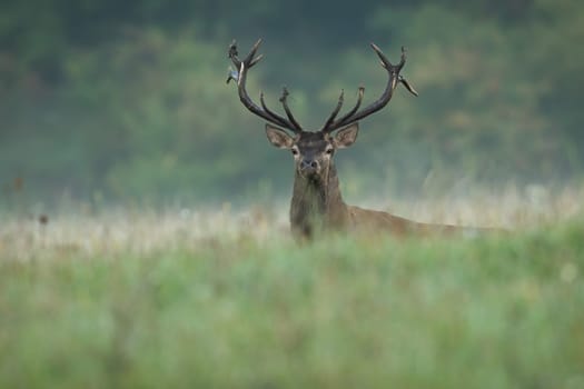 Red deer, cervus elaphus, standing on meadow in summer morning nature. Brown stag looking to the camera in long grass. Antlered mammal watching on pasture.