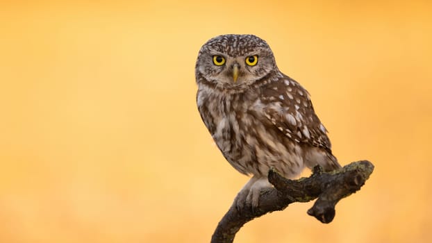 Curious little owl, athene noctua, sitting on a branch with background illuminated by sun in summer. Wondering wild animal perched on a tree isolated on blurred backdrop.